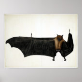 ヴィンテージバワニダス素晴らしインディアンフルーツこうもり ポスター (正面)