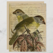 ヴィンテージバーズエフェメラスクラップブック紙 (正面/裏面)