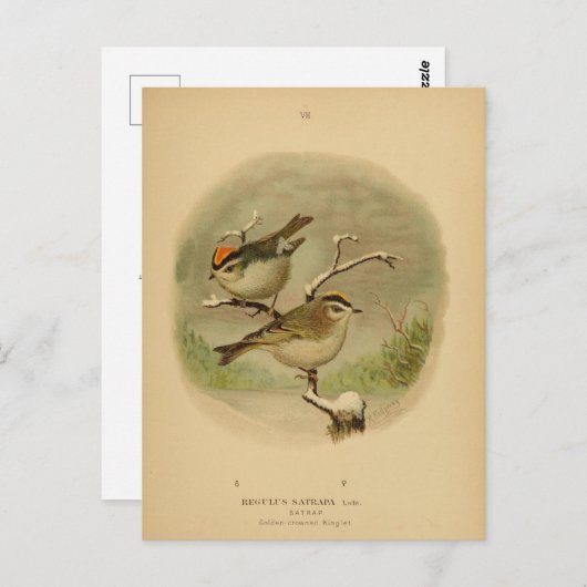 ヴィンテージバーズゴールデンクラウンキングレットフォーゲルウェルト ポストカード (正面/裏面)