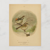 ヴィンテージバーズゴールデンクラウンキングレットフォーゲルウェルト ポストカード (正面)