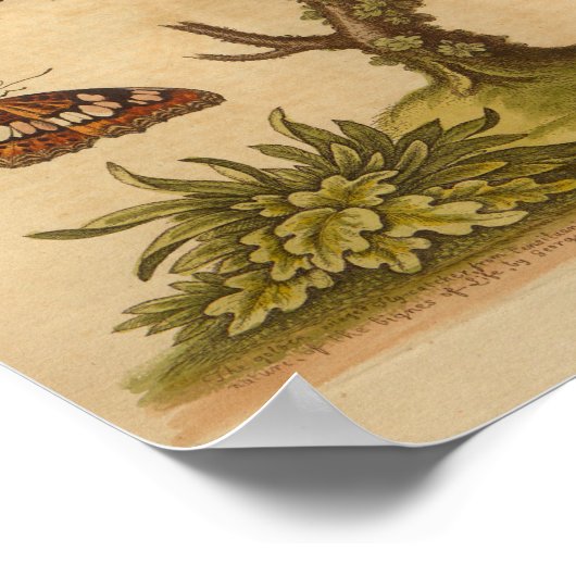 ヴィンテージバードイエローグレープリント蝶 ポスター (角)