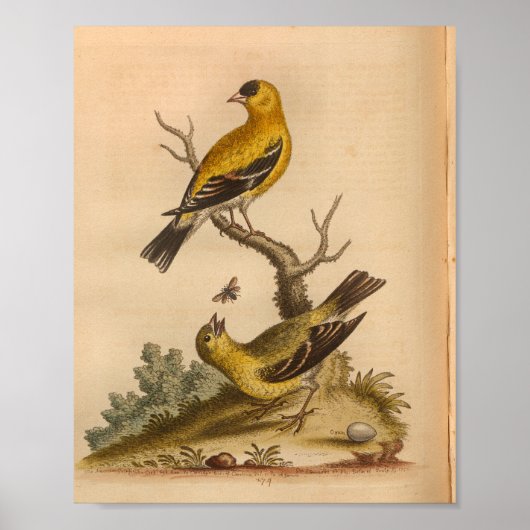 ヴィンテージバードイエローブラックプリント ポスター (正面)