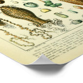 ヴィンテージバードエッグイラストレーション ポスター (角)