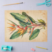 ヴィンテージバードオブパラダイスイラストレーションデコpage 薄葉紙 (クラフト)