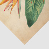 ヴィンテージバードオブパラダイスイラストレーションデコpage 薄葉紙 (詳細)