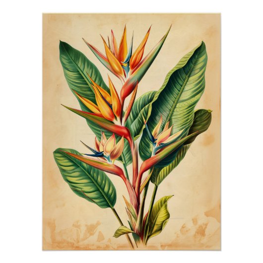 ヴィンテージバードオブパラダイスデクページ ポスター (正面)