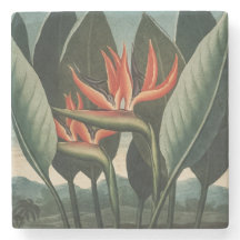 ヴィンテージバードオブパラダイスボタニカルテンプルオブフローラ