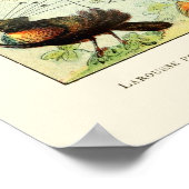 ヴィンテージバードバイアドルフミロ ポスター (角)