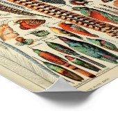 ヴィンテージバードフェザーイラストレーション ポスター (角)