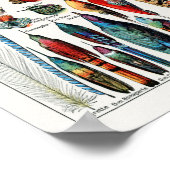 ヴィンテージバードフェザーイラストレーション ポスター (角)