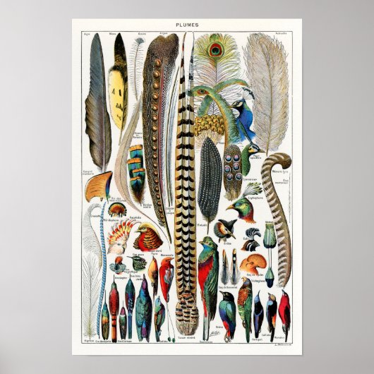 ヴィンテージバードフェザーイラストレーション ポスター (正面)