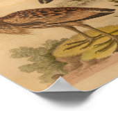 ヴィンテージバードブラウン羽毛プリント ポスター (角)