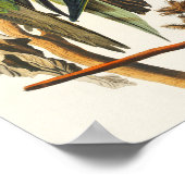 ヴィンテージバードポスターウォールアート – Carolina Parrot ポスター (角)