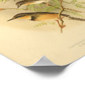 ヴィンテージバードレッドイエローブラウンプリント ポスター (角)