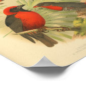 ヴィンテージバードレッドイエローブラックプリント ポスター (角)