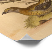 ヴィンテージバードレッドイエロープリント ポスター (角)