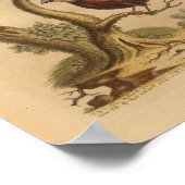 ヴィンテージバードレッドブルー蝶プリント ポスター (角)