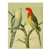 ヴィンテージバード – ROSELLA PARATKEETS ポスター (正面)