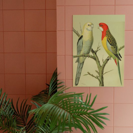 ヴィンテージバード – ROSELLA PARATKEETS ポスター