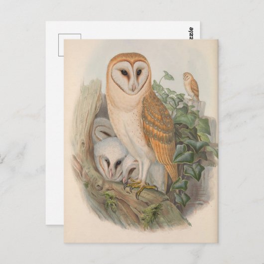 ヴィンテージバームフクロウ鳥はがき ポストカード (正面/裏面)