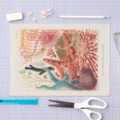 ヴィンテージバ素晴らしリアリーフオーストラリアエヒノデルム 薄葉紙 (クラフト)