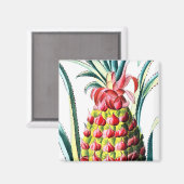 ヴィンテージパイナップル熱帯果実イラストレーション マグネット (正面/裏面)