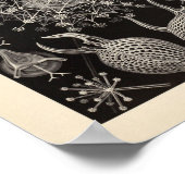 ヴィンテージパエオダリアエルンストヘッケルアートプリント ポスター (角)