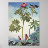 ヴィンテージパステルウォーターカラー牡丹イラストレーション ポスター (正面)