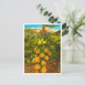 ヴィンテージパパイヤツリー、フロリダ旅行はがき ポストカード (スタンド正面)