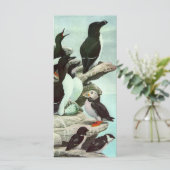 ヴィンテージパフィンと水中競技バード (スタンド正面)