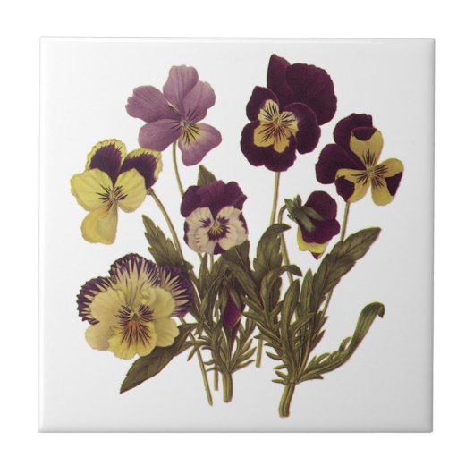 ヴィンテージパンジー開花、フローラガーデンフラワー タイル (正面)