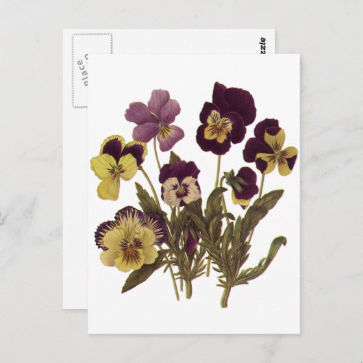 ヴィンテージパンジー開花、フローラガーデンフラワー ポストカード (正面/裏面)