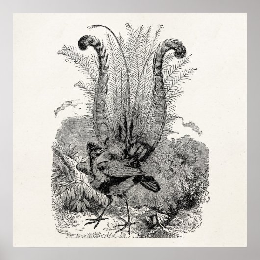 ヴィンテージパーソナライズされたバード – レトロリレバードバード ポスター (正面)