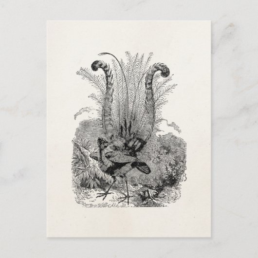 ヴィンテージパーソナライズされたバード – レトロリレバードバード ポストカード (正面)