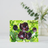 ヴィンテージパープルブラックチューリップフラワーホランド ポストカード (スタンド正面)