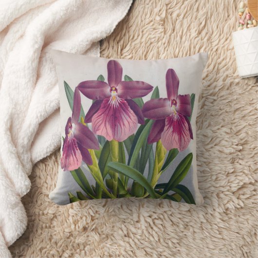 ヴィンテージパープルレディーランズミルトニアスペクタビリス クッション (ブランケット)