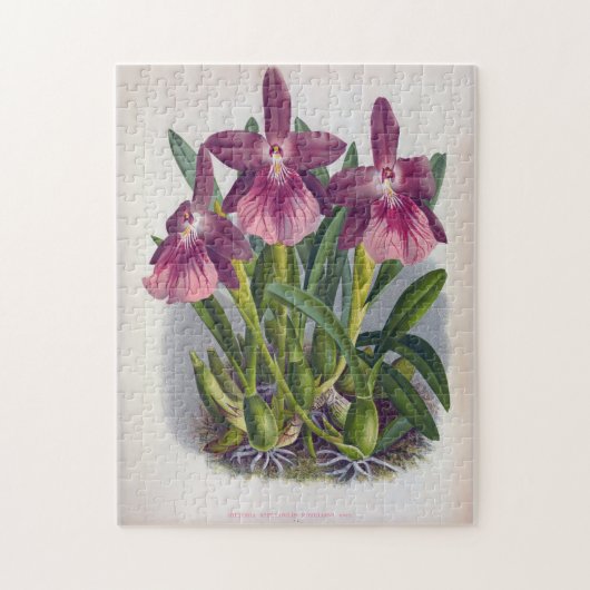 ヴィンテージパープルレディーランズミルトニアスペクタビリス ジグソーパズル (縦)