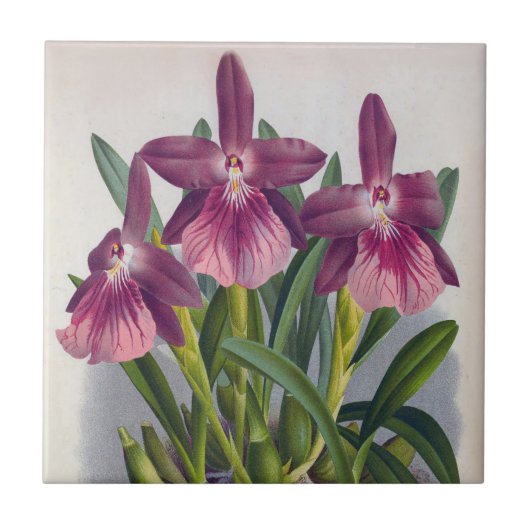 ヴィンテージパープルレディーランズミルトニアスペクタビリス タイル (正面)