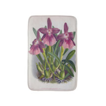 ヴィンテージパープルレディーランズミルトニアスペクタビリス