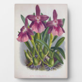 ヴィンテージパープルレディーランズミルトニアスペクタビリス フォトプラーク (正面)