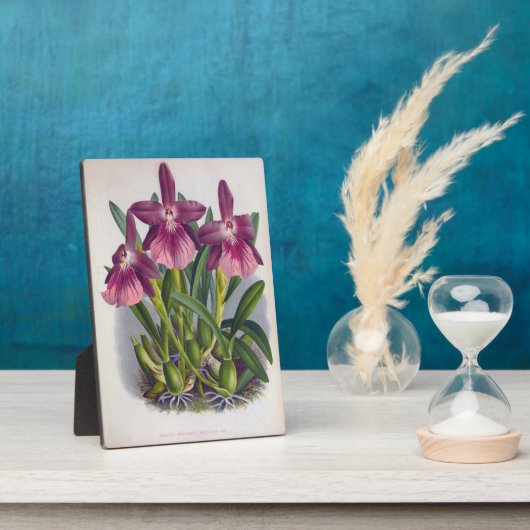 ヴィンテージパープルレディーランズミルトニアスペクタビリス フォトプラーク (側面)