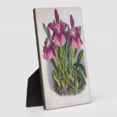 ヴィンテージパープルレディーランズミルトニアスペクタビリス フォトプラーク (側面)