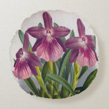 ヴィンテージパープルレディーランズミルトニアスペクタビリス