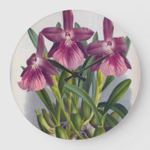 ヴィンテージパープルレディーランズミルトニアスペクタビリス