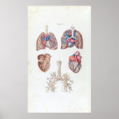 ヴィンテージヒトハートと肺の構造 ポスター (正面)