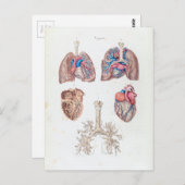 ヴィンテージヒトハートと肺の構造 ポストカード (正面/裏面)
