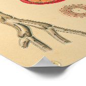 ヴィンテージヒトハート動脈解剖学的医療図 ポスター (角)