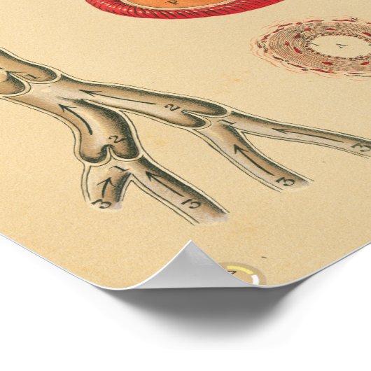 ヴィンテージヒトハート動脈解剖学的医療図 ポスター (角)