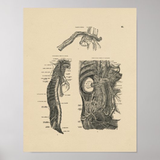 ヴィンテージヒト神経解剖学1880プリント ポスター (正面)
