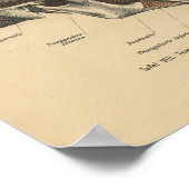 ヴィンテージヒト解剖学プリントスカル顎筋肉 ポスター (角)